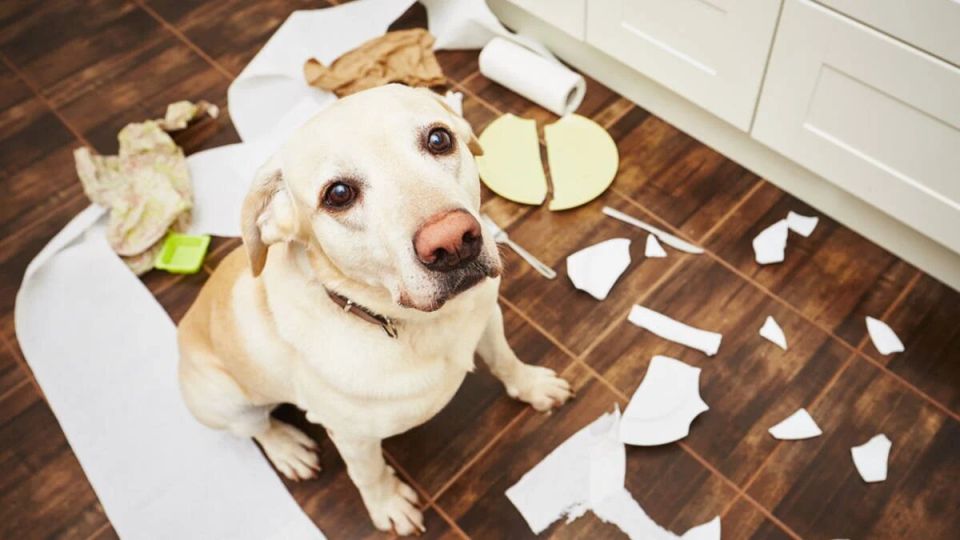 ������� � ��������: ����� ������ ����� ����� �������� ���������� � ����