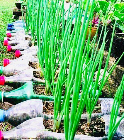 ��� ������������ ����������� ������� ��� ��������� ������� ���������