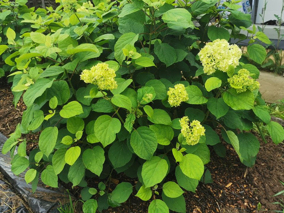 ������������ ����: ������� ������� �����������