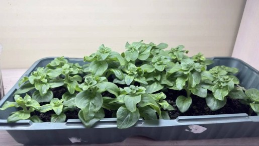 Петуния сибэкки рассадатын элбэтиигэ сбэлэр