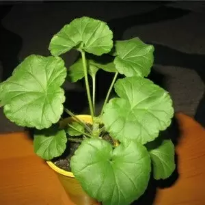 Герань: уход и пересадка в домашних условиях