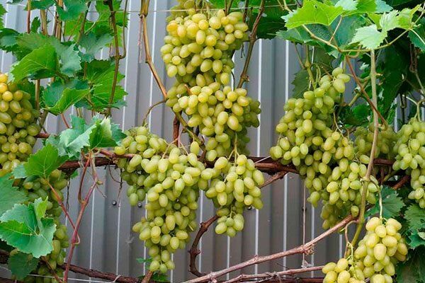 �������: ���������� ��������, ������� ����������� ������ ���������