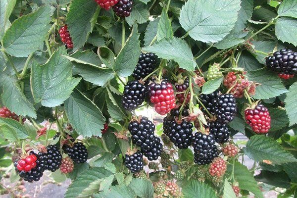 ���� ������� ���: ����� ��� ��� ������ ��������� ������� ����