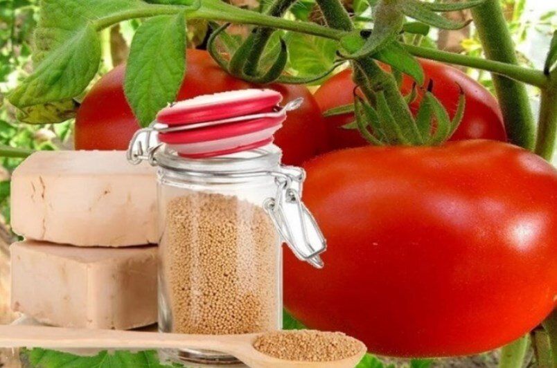 ������ � ����: ��� ������� ������� ����� ����������� ���� ��������