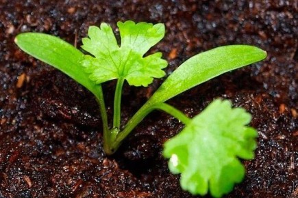 ������ ����� �� ������ �������? ������� �������� ������ ���������