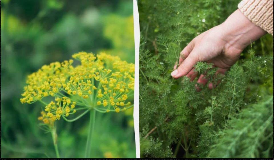 ����� �� ����: ��� ������� ��������� ��� �� ������� ����� �����