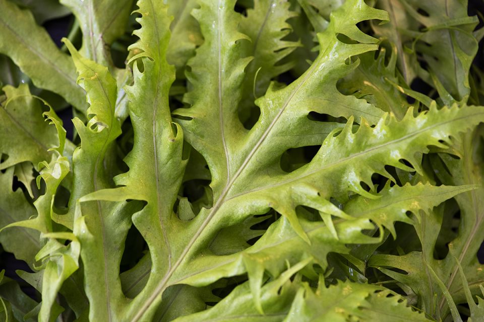 ������ �������� �������: ������ �� ����� �������� � ���������� ����