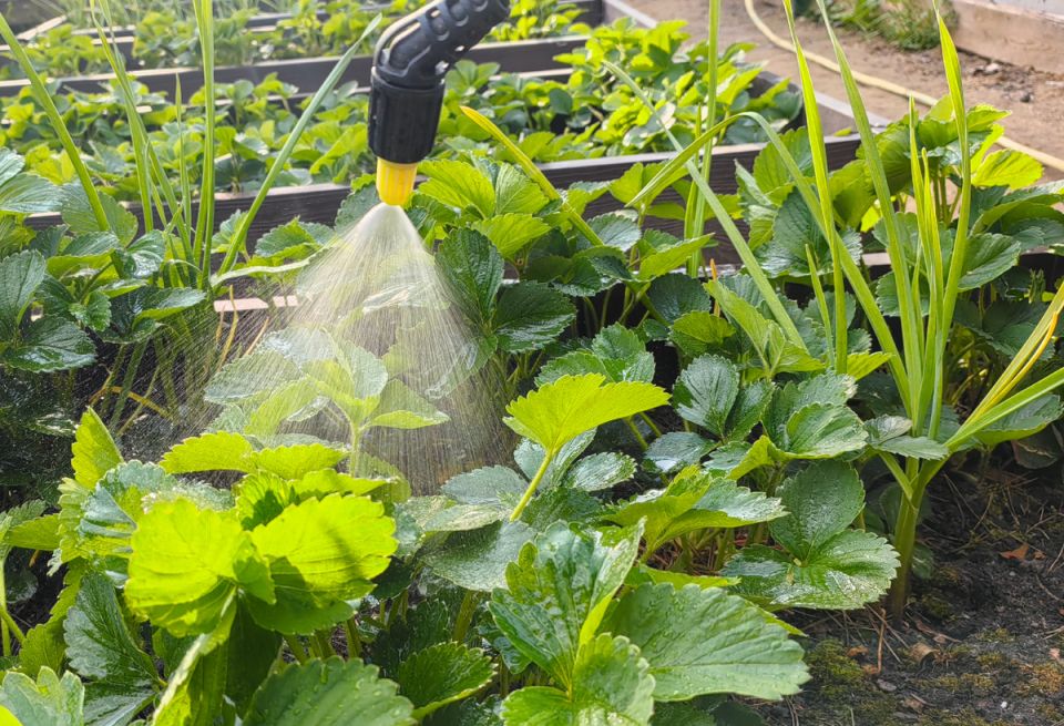 ��� ��������� ������������ ��������: ������ �� ���������