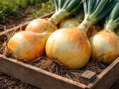 ��� ��� ������: ��������� ����� ����� ��������������