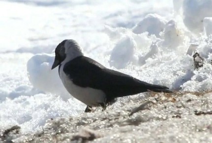 ������ ��� ������ ����� �������� � ��������� ������