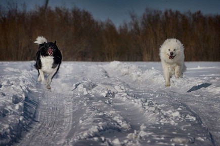 �� ���-������ ������ �������� ������ ���� 15 ������