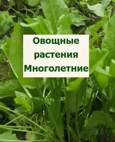 Многолетние овощные растения: ключ к устойчивому урожаю