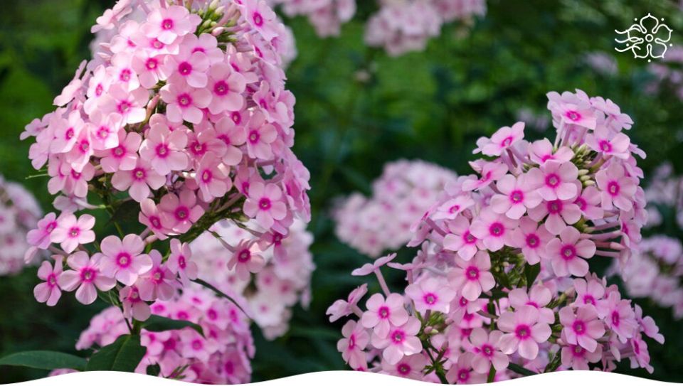 ������ ������, ������� ������ ��� �������