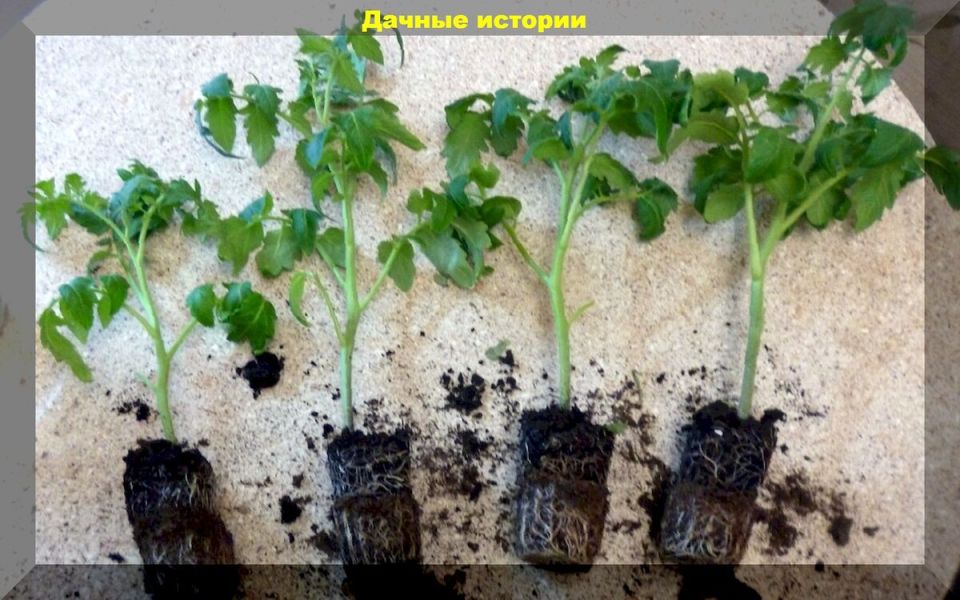 ��� ������, ����� �������� ����� ����� �������: ���� � ����������