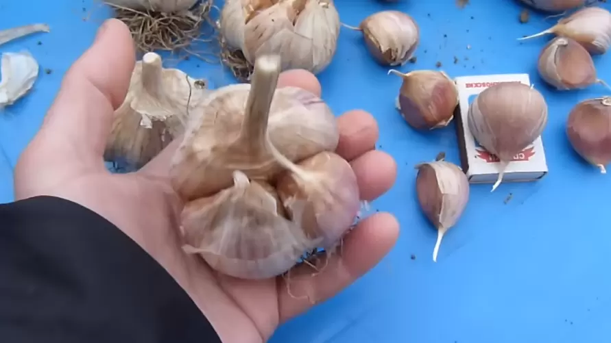 Три простых правила для богатого урожая озимого чеснока