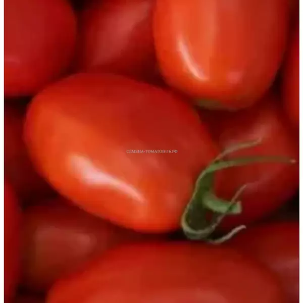 Томат Чирок: идеальный выбор для раннего урожая и простоты ухода