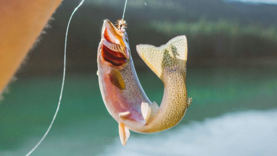 ���� � ������� ����� ������: ���������� �������������