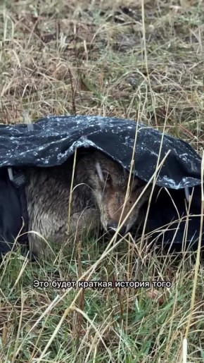 "Если женщина захотела спасти волка, ее ничего не остановит"