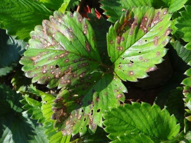 Почему ранние весенние пятна на листьях клубники — сигнал тревоги для садоводов