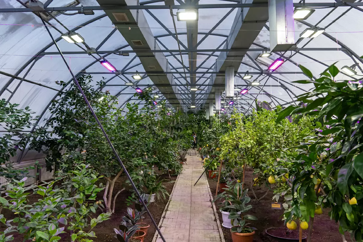 Тепло тропиков в центре приполярного города: лимонарий в Новом Уренгое