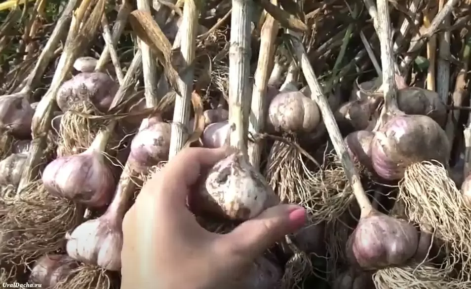 Когда убирать чеснок: сигналы, которые не стоит игнорировать