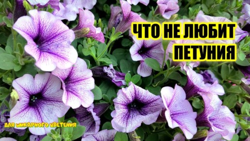 ��� ��������� �� ���������: ��� ������� ������ ���������� � ��� �� ��������