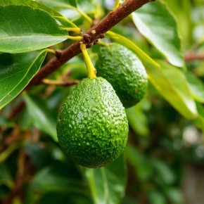 Авокадо: скрытые риски популярного суперфуда