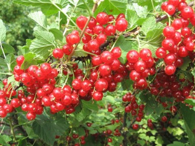 ���������: ������ ��� �������?