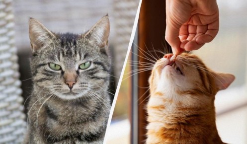 ������ ��������� ��� ����������: �������� ��� ��������� ������� �����