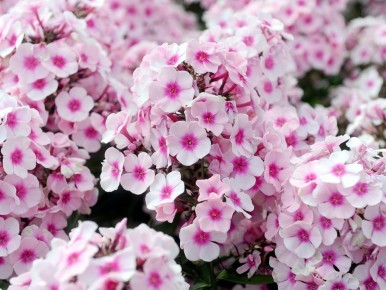 Тайны долгого цветения флокса Друммонда: современный взгляд на классическое растение