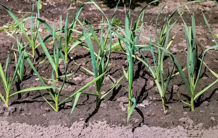 Как правильно подкормить чеснок весной для богатого урожая