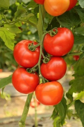 ����� ��������: ��� ��������� ��������� ������ � ���������� ������