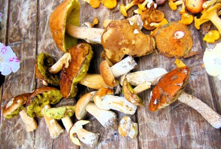 ������ �����������: ������� � ������ ������� � ������������ ���������