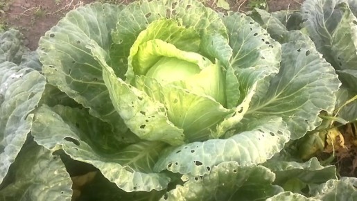 ������� ������ ������� �� ����������: ������� ������ ��� ��������