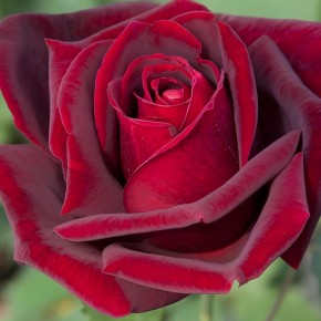 ����, ������� �� ������ �����: ��� ��������� ������� � ����� ������