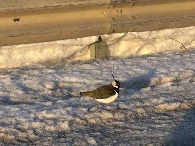 ������ ���������. ���� ����� ��������� �������