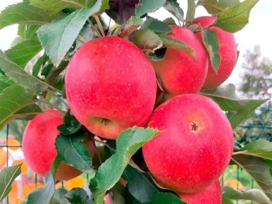 ������ ��������: ��������� ������ ���� ��� ������ ����