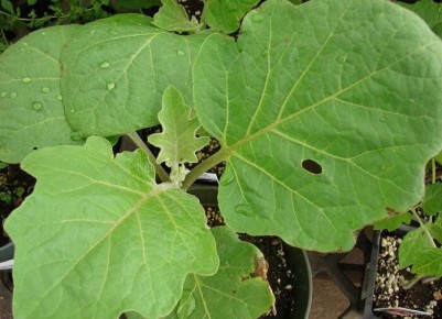 ��� �������� ��������� �� ������ ����: ������ ������