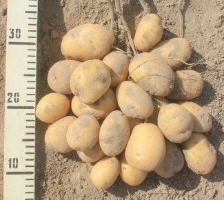 ������������ ����� ��������� �������