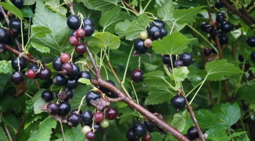 ������ ���� �� ������ ����������: ������� ��������� ������