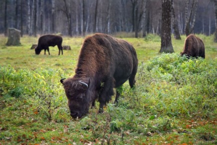 � ������ ����� ������ ������� ������� � 10 ��� �� 20 ���