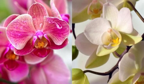 ������� ����� �� ���������: ��� ��������, ����� ��� ����� ������