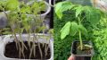 ��� ��������� ������ �������� Growing Tomatoes: ������������ ����������