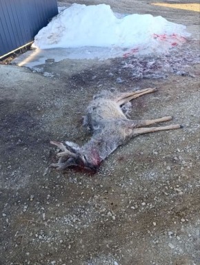 ������, �������� ����� �� �������, ������������ �������� ������