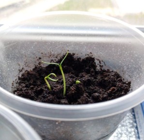 ��� �������� ���������������� ������ ��� ����������� �����: ������ ���������