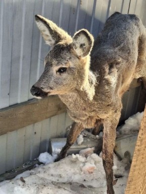 ���-������ ����� ���� ����� ����������? ������ ������� ������ ������� ��������, ������ �� ���� � ����� � ������ ��� ��������, �������