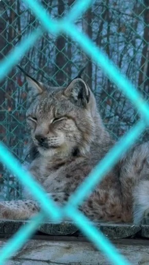 ���� ���� �������� � ����� �����