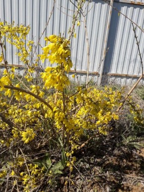 ��� �������� ������������� �������� ��������: ������ �� ����� �� �����������