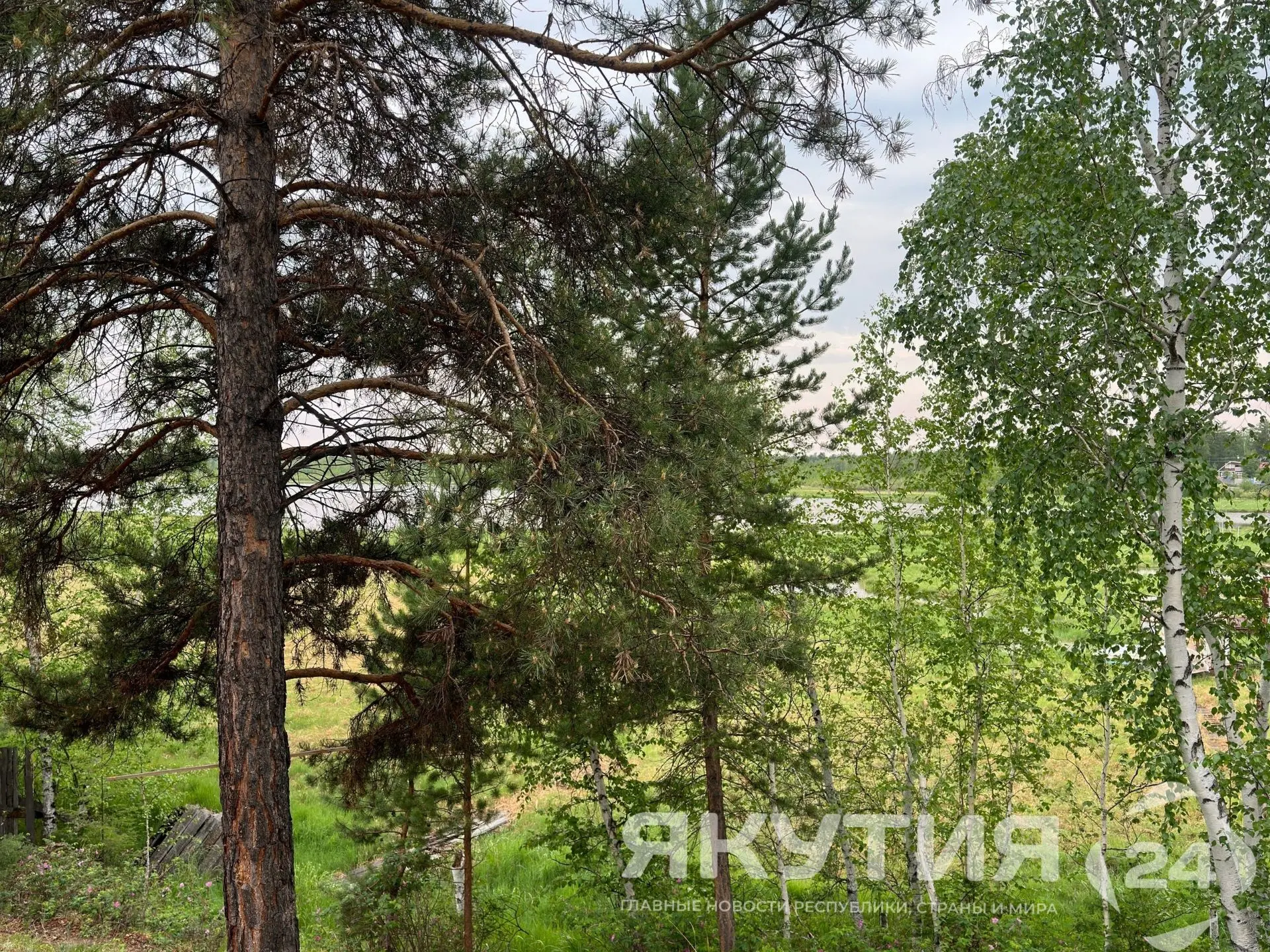 Леса на площади почти десять тысяч гектаров планируют восстановить в Якутии в текущем году