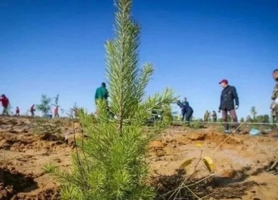 В Якутии планируют восстановить порядка 10 тысяч га лесов в 2026 году